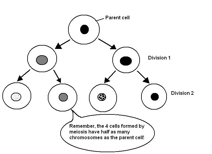 Image:Meiosis.JPG